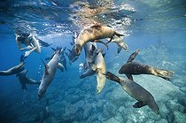 Biosphoto | 2008462 | Snorkeler and California Sea lions - Gulf of California | &copy; Christopher Swann / Biosphoto