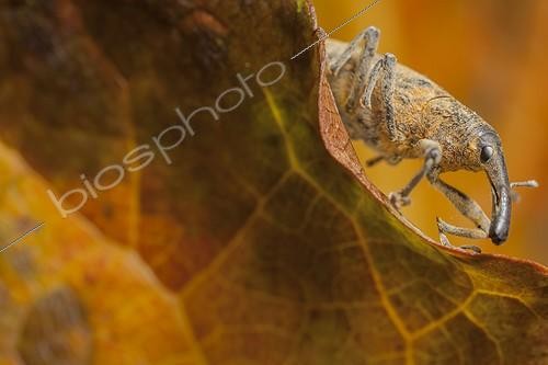 Biosphoto | 1851999 | Snout Beetle on a leaf France | &copy; Olivier Miniato / Biosphoto