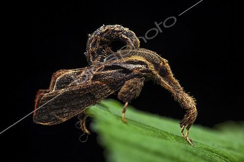 Biosphoto | 2458950 | Snout moth (Sacada sp), imago, PN Kinabalu, Malaysia | &copy; Frank Deschandol & Philippe Sabine / Biosphoto