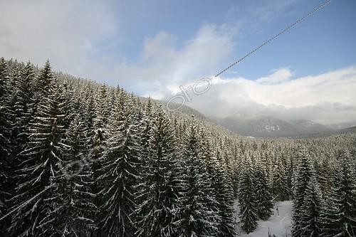 Biosphoto | 165904 | Snow covered Spruce forests in the High Tatras Slovakia ; Podbanske, in the Carpathes. | &copy; André Pascal / Biosphoto