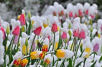 Biosphoto | 2464584 | Snow covered tulips | &copy; SPOT / imageBROKER / Biosphoto