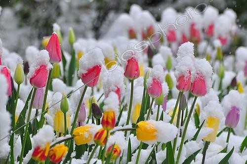 Biosphoto | 2464584 | Snow covered tulips | &copy; SPOT / imageBROKER / Biosphoto