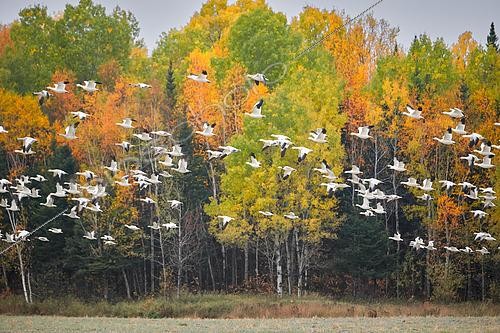 Biosphoto | 2557484 | Snow Goose (Anser caerulescens) flight during fall migration, Saguenay lac St Jean region, Province of Quebec, Canada | &copy; Fabrice Simon / Biosphoto