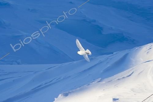 Biosphoto | 1369816 | Snow Petrel flying Adelie Land Antarctica | &copy; Samuel Blanc / Biosphoto