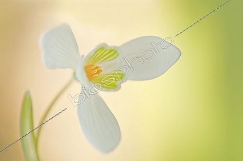 Biosphoto | 1499624 | Snowdrop ; Galanthus nivalis, Snowdrop, White subject. | &copy; Annemarie Farley / Flowerphotos / Biosphoto