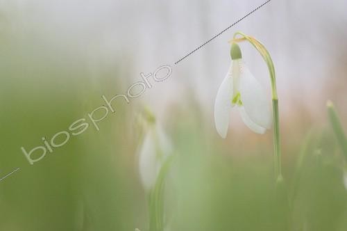 Biosphoto | 1529785 | Snowdrop in bloom in winter in Lorraine France | &copy; Robin Monchâtre / Biosphoto