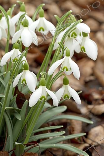 Biosphoto | 2126760 | Snowdrops in bloom in a garden | &copy; Frédéric Tournay / Biosphoto
