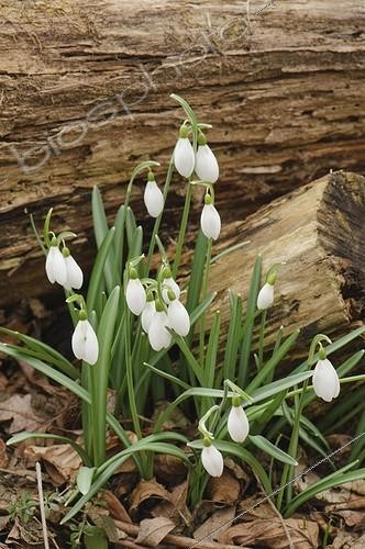 Biosphoto | 967908 | Snowdrops in bloom in winter Spain | &copy; Roger Eritja / Biosphoto