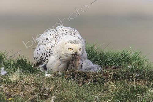 Biosphoto | 2613833 | Snowy owl (Bubo scandiacus) female at the nest with her chicks, holding a lemming in her beak, Northwest Territories, Canada. | &copy; Emile Barbelette / Biosphoto