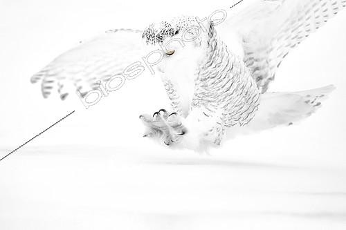 Biosphoto | 2404140 | Snowy Owl (Bubo scandiacus) landing, Quebec, Canada | &copy; Marion Vollborn / BIA / Biosphoto