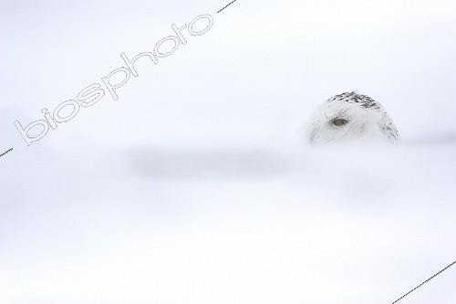 Biosphoto | 482153 | Snowy Owl ground during a snowstorm Québec Canada | &copy; Christophe Perelle / Biosphoto