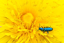Biosphoto | 2621141 | Soft-winged flower beetle (Psilothrix viridicoerulea) covered in pollen on a yellow dandelion flower, limestone coast, Arnaville, Lorraine, France. | &copy; Stéphane Vitzthum / Biosphoto