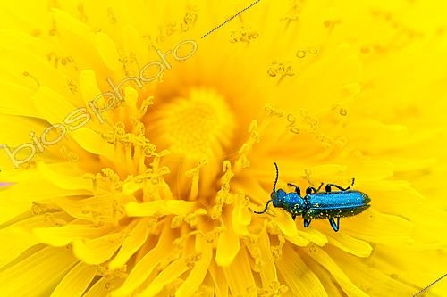 Biosphoto | 2621141 | Soft-winged flower beetle (Psilothrix viridicoerulea) covered in pollen on a yellow dandelion flower, limestone coast, Arnaville, Lorraine, France. | &copy; Stéphane Vitzthum / Biosphoto