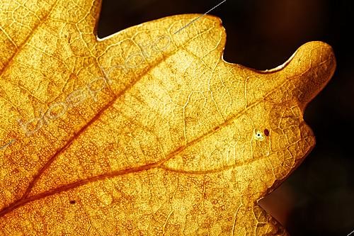 Biosphoto | 2621189 | Soil oribatid mite on a backlit dead leaf, Rhône, France | &copy; Philippe Lebeaux / Biosphoto