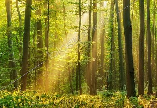 Biosphoto | 2548543 | Soleil traversant la brume matinale dans une forêt naturelle de hêtres, chaîne de montagnes du Hohe Schrecke, Thuringe, Allemagne | &copy; AVTG / imageBROKER / Biosphoto