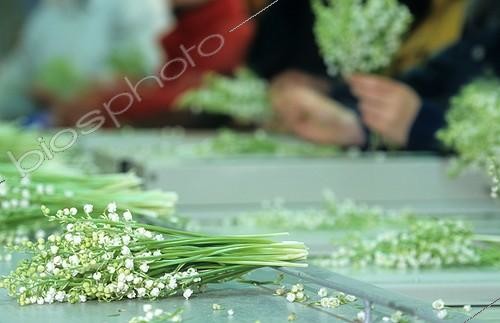 Biosphoto | 1897244 | Sorting Lily of the valley in the Nantes region France  | &copy; Paul-André Coumes  / Biosphoto
