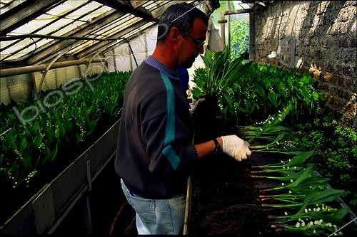 Biosphoto | 88891 | Sorting of the lily of the valley in a greenhouse for May 1  [AT] | &copy; Antoine Lorgnier / Biosphoto