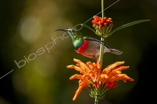 Biosphoto | 2626186 | Souimanga chalybée (Cinnyris chalybeus) sur une fleur de Queue de lion (Leonotis leonurus), Betty's Bay, Côte des Baleines, Overberg, Cap-Occidental, Afrique du Sud. | &copy; Roger de La Harpe / Biosphoto