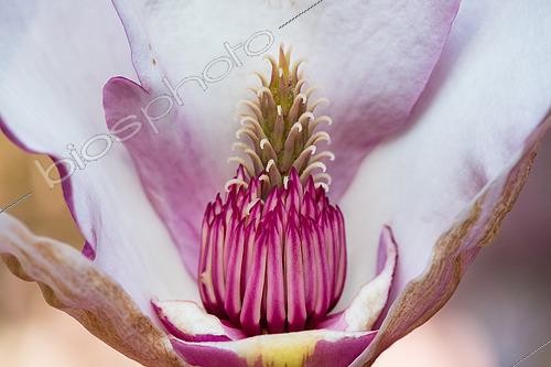 Biosphoto | 2620369 | Soulange magnolia (Magnolia x soulangeana), flower - a remarkable 117-year-old tree (planted in 1909) in Parc Sainte-Marie, an urban park in the Greater Nancy Metropolis, Lorraine, France. | &copy; Stéphane Vitzthum / Biosphoto