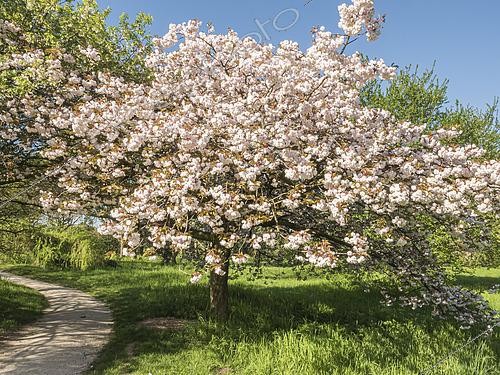 Biosphoto | 2574561 | Sour Cherry 'Albo rosea', Prunus cerasus 'Albo rosea', in bloom | &copy; Alain Kubacsi / Biosphoto