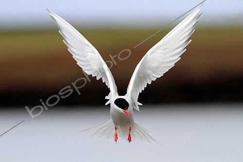Biosphoto | 1063145 | South American Tern in flight  Falkland Islands | &copy; Sylvain Cordier / Biosphoto