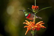 Biosphoto | 2626186 | Southern Double-collared Sunbird (Cinnyris chalybeus) on a wild dagga or lion's ear (Leonotis leonurus) flower. Betty's (Bettys) Bay. Whale Coast. Overberg. Western Cape. South Africa. | &copy; Roger de La Harpe / Biosphoto