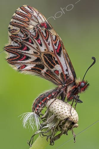 Biosphoto | 2613591 | Southern Festoon (Zerynthia polyxena), on dandelion seeds, Europe. | &copy; Alberto Ghizzi Panizza / Biosphoto