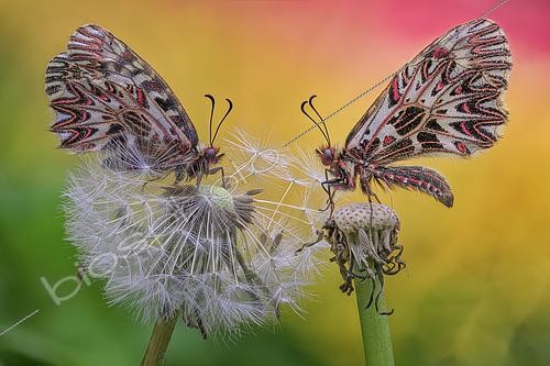 Biosphoto | 2613597 | Southern Festoons (Zerynthia polyxena), face to face on dandelion seeds, Europe. | &copy; Alberto Ghizzi Panizza / Biosphoto