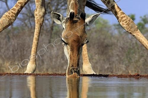 Biosphoto | 2623894 | Southern giraffe (Giraffa camelopardalis giraffa), adult, portrait, drinking, at the water, Kruger National Park, Kruger National Park, Krugerpark, South Africa | &copy; Jürgen & Christine S / imageBROKER / Biosphoto