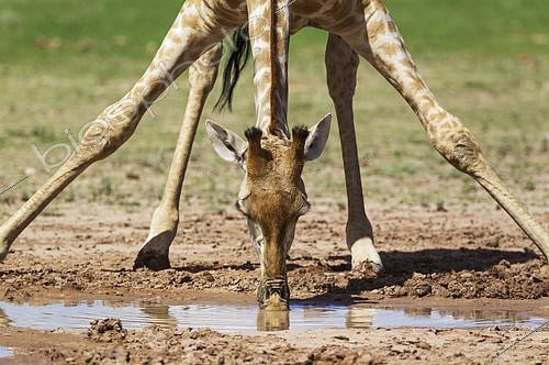 Biosphoto | 2133956 | Southern Giraffe (Giraffa giraffa). Female. Drinking at a rainwater pool. During the rainy season in green surroundings. Kalahari Desert, Kgalagadi Transfrontier Park, South Africa. | &copy; Thomas Dressler / Biosphoto