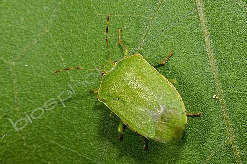 Biosphoto | 2409067 | Southern Green Stink Bug (Nezara viridula) adult | &copy; Romain Garrouste / Biosphoto