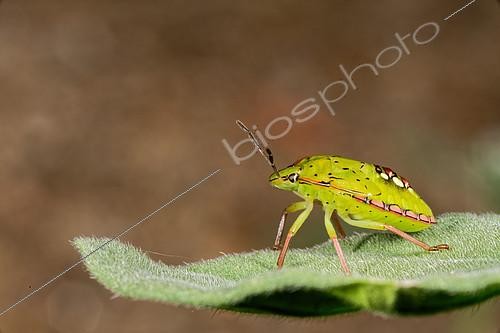 Biosphoto | 2409069 | Southern Green Stink Bug (Nezara viridula) larva | &copy; Romain Garrouste / Biosphoto