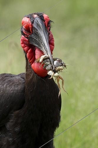 Biosphoto | 1650984 | Southern Ground Hornbill with preys Masai Mara Kenya | &copy; Tony Crocetta / Biosphoto