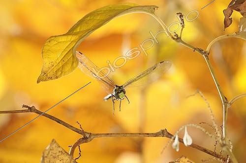 Biosphoto | 919414 | Southern Hawker Dragonfly in flight at autumn France | &copy; Ghislain Simard / Biosphoto