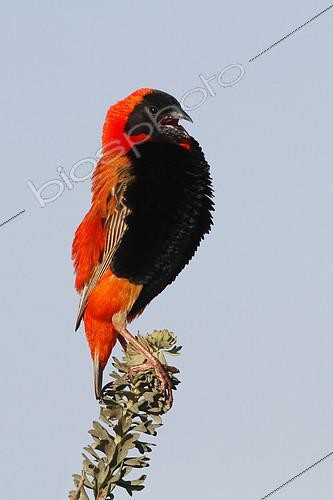 Biosphoto | 2410468 | Southern Red Bishop (Euplectes orix) male singing, Western Cape, South Africa | &copy; Jack Jeffrey / BIA / Biosphoto