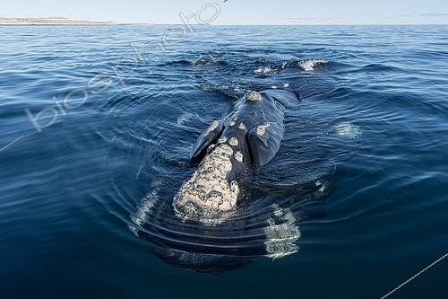 Biosphoto | 2607151 | Southern Right Whale, (Eubalaena australis), surfacing in the shallow protected waters of the Golfo Nuevo, Valdez Peninsula, UNESCO World Heritage site, Argentina. | &copy; Franco Banfi / Biosphoto