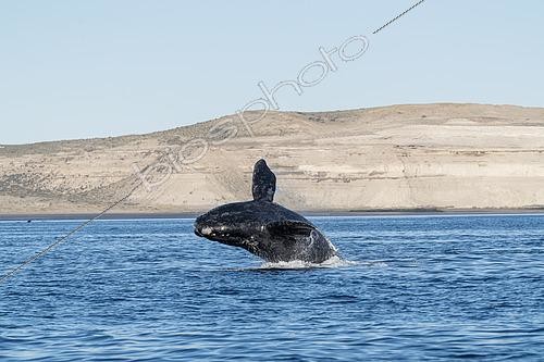 Biosphoto | 2607152 | Southern Right Whale, (Eubalaena australis), breaching calf in the shallow protected waters of the Golfo Nuevo, Valdez Peninsula, UNESCO World Heritage site, Argentina. | &copy; Franco Banfi / Biosphoto