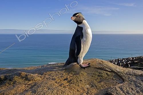 Biosphoto | 1916449 | Southern Rockhopper Penguin on a rock - Falkland Island | &copy; Sylvain Cordier / Biosphoto