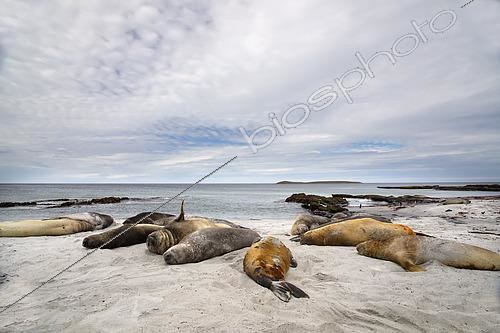 Biosphoto | 2462223 | Southern Sea elehants (Mirounga leonina) basking on a beach in Sea lion island, Falkland, January 2018 | &copy; Marco Valentini / Biosphoto