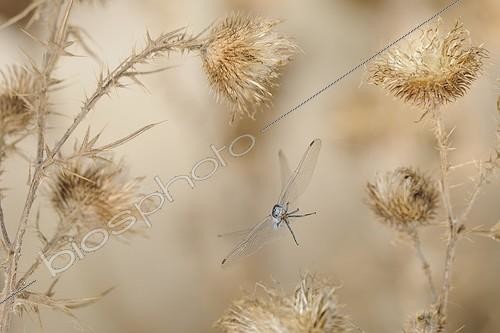 Biosphoto | 919458 | Southern Skimmer in flight in the Thistles dry in summer | &copy; Ghislain Simard / Biosphoto