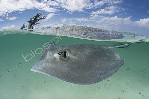 Biosphoto | 2453426 | Southern Stingray, Hypanus americanus. A member of the dasyatidae family. Over under at Gun Cay, Honeymoon Harbour, Bimini, Bahamas, Caribbean Sea. | &copy; Andy Murch / Biosphoto