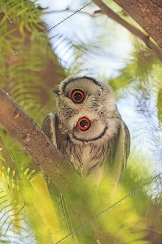 Biosphoto | 1763099 | Southern White-faced Owl on a branch South africa | &copy; Alain Mafart-Renodier / Biosphoto