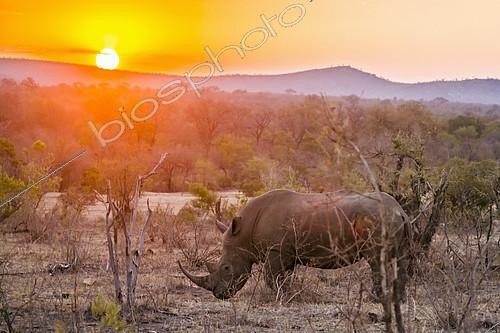 Biosphoto | 2126026 | Southern white rhinoceros (Ceratotherium simum simum) at dusk, Kruger National Park, South Africa | &copy; Patrice Correia / Biosphoto