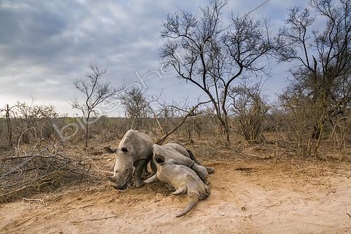 Biosphoto | 2126033 | Southern white rhinoceros (Ceratotherium simum simum) Female dying and young, Kruger National Park, South Africa | &copy; Patrice Correia / Biosphoto