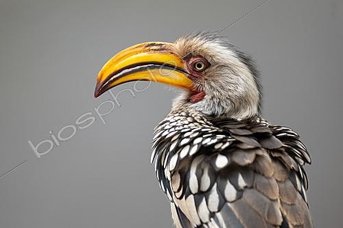 Biosphoto | 2627797 | Southern Yellow-billed Hornbill (Tockus leucomelas) portrait showing its characteristic large yellow bill, Kruger National Park, South Africa | &copy; Pablo Barrena / Biosphoto