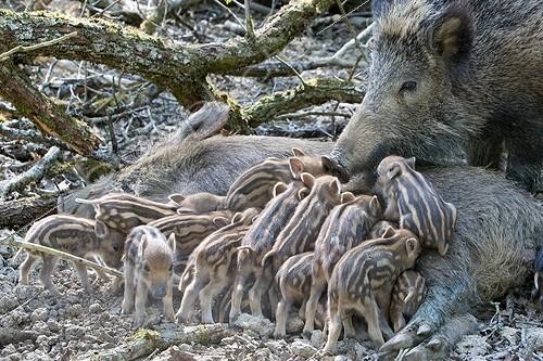 Biosphoto | 1360850 | Sow suckling young wild boar France | &copy; Bruno Mathieu / Biosphoto