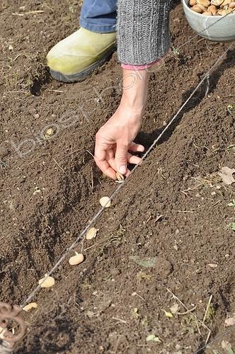 Biosphoto | 2019002 | Sowing of horsebeans in a kitchen garden | &copy; Serge Lapouge / Biosphoto