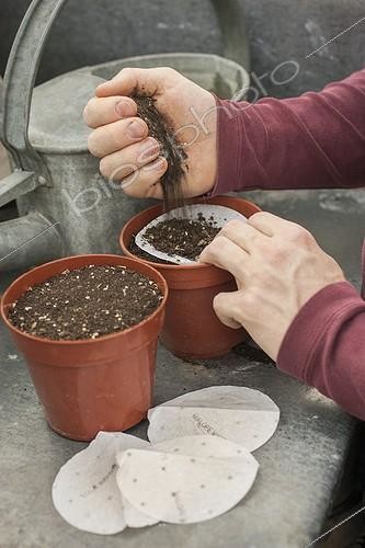 Biosphoto | 2047625 | Sowing of pre-sowed seeds  | &copy; Jean-Michel Groult / Biosphoto