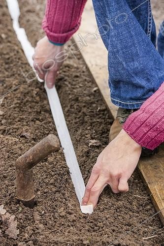 Biosphoto | 2047623 | Sowing seeds on ribbon in a kitchen garden | &copy; Jean-Michel Groult / Biosphoto