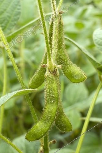 Biosphoto | 2076211 | Soya bean (Glycine max) | &copy; Frédéric Tournay / Biosphoto